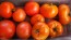 Tomato 'Wisconsin 55' Seeds (Certified Organic)