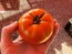 Tomato 'Wisconsin 55' Seeds (Certified Organic)