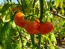 Cannibal's Tomato Seeds (Certified Organic) 