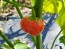Cannibal's Tomato Seeds (Certified Organic) 