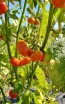 Cannibal's Tomato Seeds (Certified Organic) 