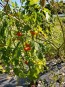 Cannibal's Tomato Seeds (Certified Organic) 