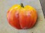 Tomato 'Tamara's San Marzano Pink Ruffled Strain' Seeds (Certified Organic)