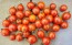 Tomato 'Koralik' 