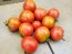 Tomato 'Glacier' Seeds (Certified Organic)