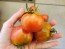 Tomato 'Glacier' Seeds (Certified Organic)