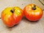 Tomato 'Pierrette'