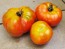 Tomato 'Pierrette'