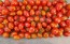 Tomato 'Jelly Bean' Seeds (Certified Organic)