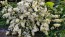 White Heath Aster AKA Wild Aster Seeds (Certified Organic)