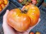 Tomato 'Giganta Zenta Semi' Seeds (Certified Organic)