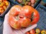 Tomato 'Giganta Zenta Semi' Seeds (Certified Organic)