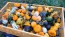 The Ultimate Gourd Seed Mix