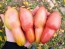 Tomato 'Pink Fang' Seeds (Certified Organic)
