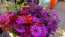 Zinnia 'California Giant Mix' Seeds (Certified Organic)