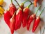 Hot Pepper ‘Bleeding Rawit White' Seeds (Certified Organic)