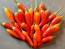 Hot Pepper ‘Thicc Thai’ Seeds (Certified Organic)