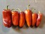 Sweet Pepper 'Pippin's Golden Honey’ Seeds (Certified Organic)