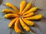 Sweet Pepper ‘Tequila Sunrise' Seeds (Certified Organic)