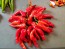 Sweet Pepper 'Melrose’ Seeds (Certified Organic)