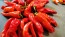 Sweet Pepper 'Melrose’ Seeds (Certified Organic)