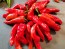 Sweet Pepper 'Melrose’ Seeds (Certified Organic)