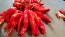 Sweet Pepper 'Melrose’ Seeds (Certified Organic)