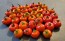 Cannibal's Tomato Seeds (Certified Organic) 