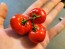 Cannibal's Tomato Seeds (Certified Organic) 