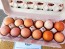 Farm Fresh Eggs Howell, Michigan