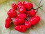 Hot Pepper ‘Chiltepin x Habanero' Seeds (Certified Organic)