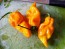 Hot Pepper 'Lemon Ghostly Jalapeno' Seeds (Certified Organic)