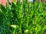 Chicory 'Catalogna Pugliese' Seeds (Certified Organic)