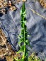 Chicory 'Catalogna Pugliese' Seeds (Certified Organic)