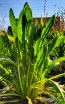 Chicory 'Catalogna Pugliese' Seeds (Certified Organic)