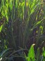 Chicory 'Catalogna Pugliese' Seeds (Certified Organic)