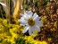 German Chamomile Seeds (Certified Organic)