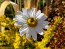 German Chamomile Seeds (Certified Organic)