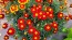 French Marigold 'Tashkent' Seeds (Certified Organic)