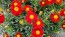 French Marigold 'Tashkent' Seeds (Certified Organic)