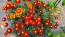 French Marigold 'Tashkent' Seeds (Certified Organic)