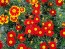 French Marigold 'Tashkent' Seeds (Certified Organic)