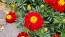 French Marigold 'Tashkent' Seeds (Certified Organic)
