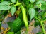 Hot Pepper 'Aji Lemon Drop' Seeds (Certified Organic)