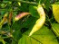 Hot Pepper ‘Dedo De Moca Peach' Seeds (Certified Organic)