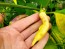 Hot Pepper ‘Dedo De Moca Peach' Seeds (Certified Organic)