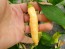 Hot Pepper ‘Dedo De Moca Peach' Seeds (Certified Organic)