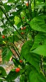 Hot Pepper ‘Bird Aji' Seeds (Certified Organic)