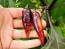 Hot Pepper ‘Biquinho Black Cross' Seeds (Certified Organic)