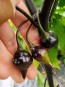 Hot Pepper ‘Biquinho Black' Seeds (Certified Organic)